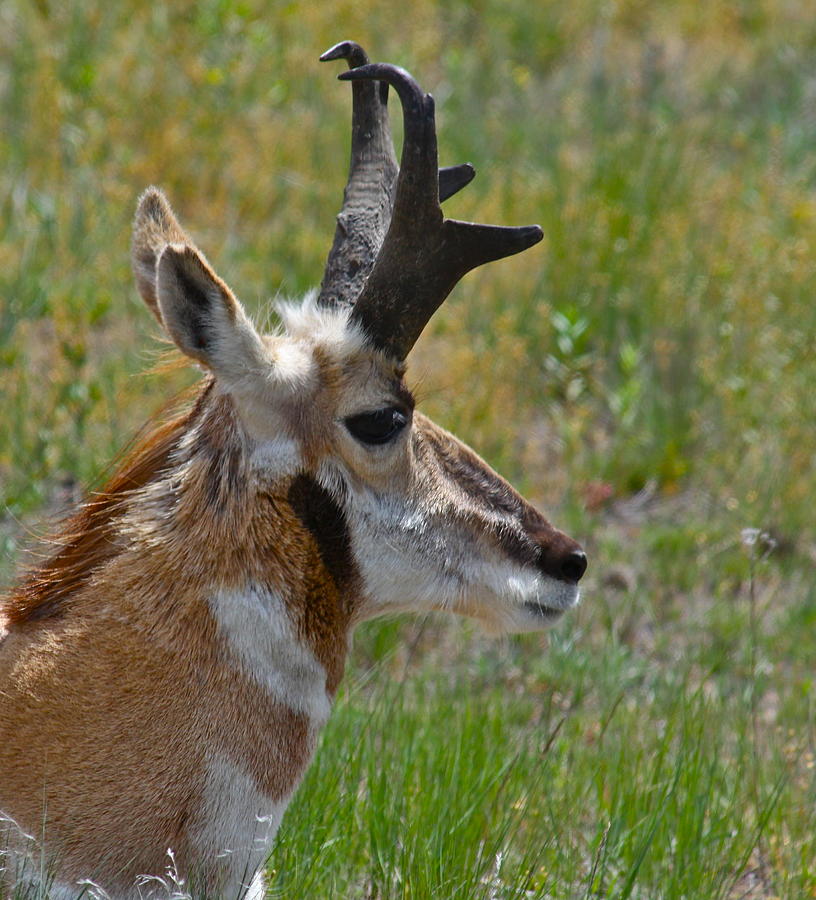 Wildlife Photograph - Pronghorn Buck profile by Karon Melillo DeVega