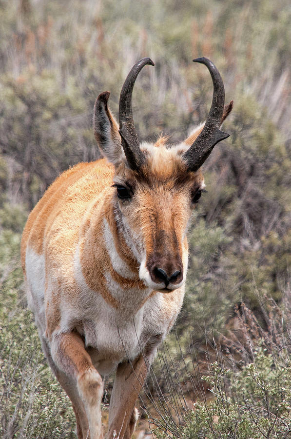Pronghorn Buck Photograph by Steve Stuller