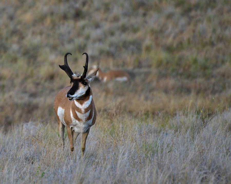 Pronghorn Buck Photograph by Whispering Peaks Photography