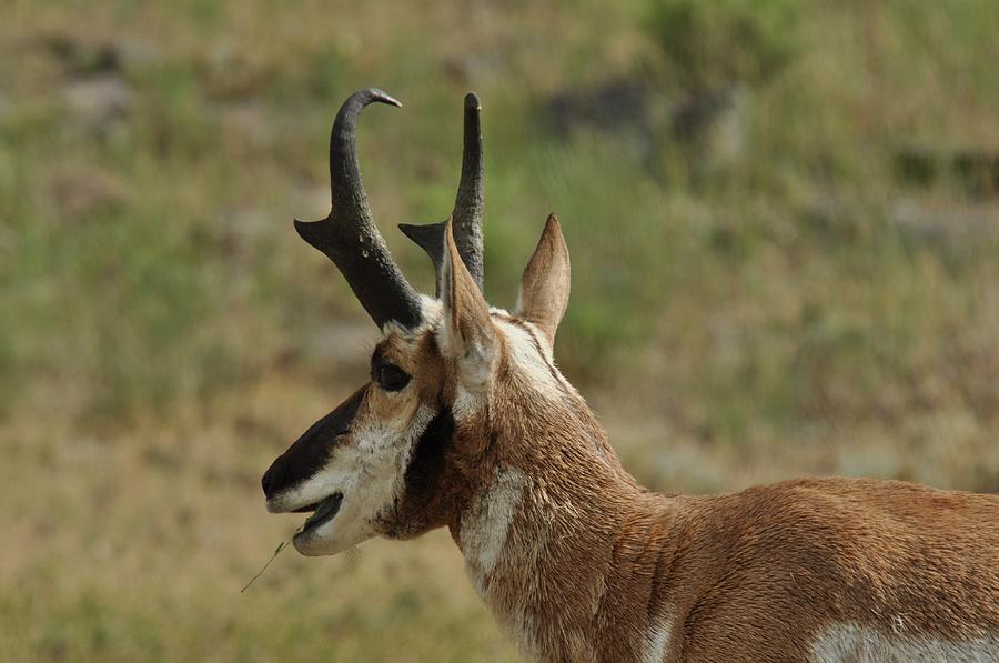 Pronghorn Buck With Grass in Mouth Photograph by Frank Madia