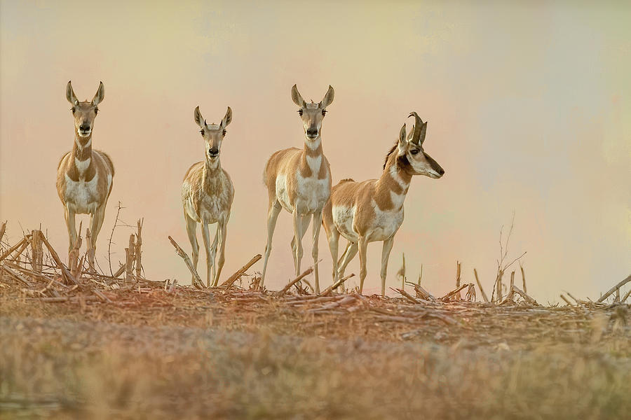 Pronghorn Close Up by Vicki Stansbury Pronghorn Close Up by Vicki Stansbury