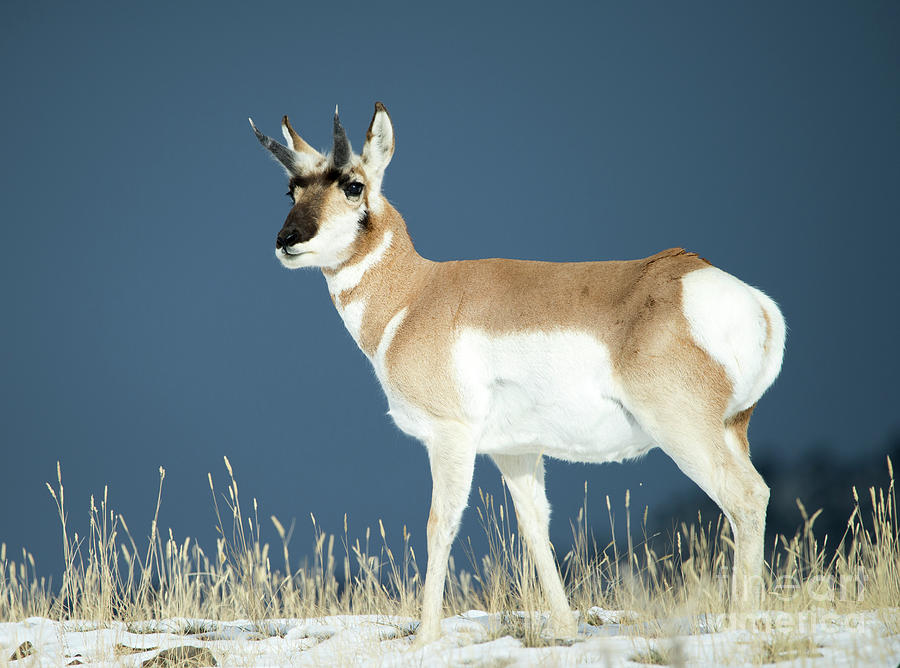 Yellowstone National Park Photograph - Pronghorn by Deby Dixon