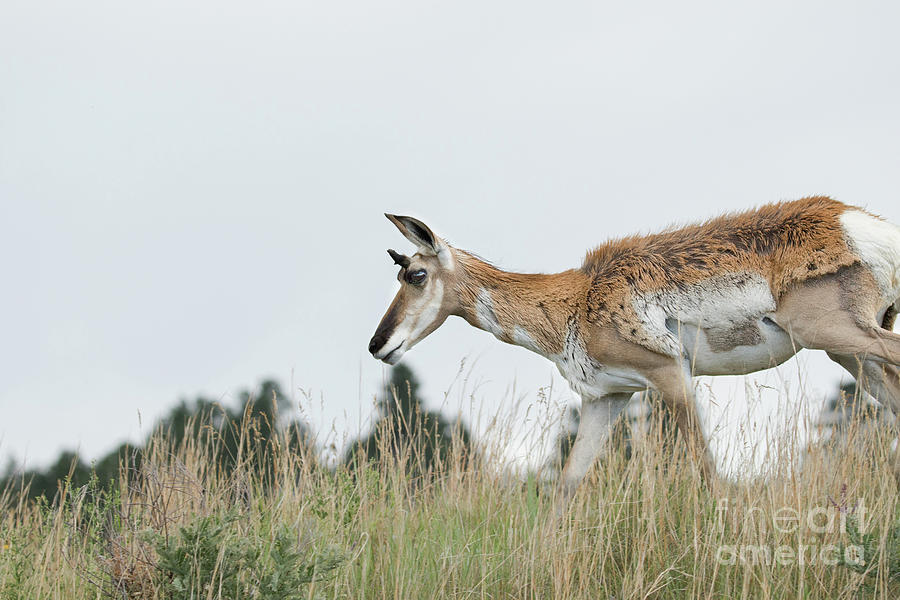 Pronghorn Deer Photograph by Nikki Vig