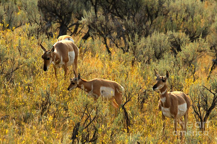 Pronghorn Family Photograph by Adam Jewell