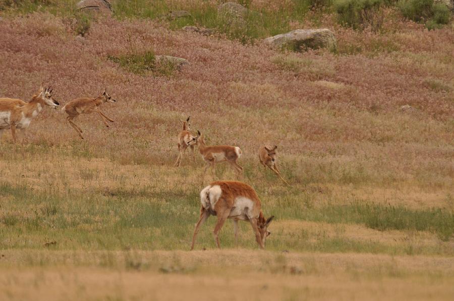 Pronghorn Fawns at Play Photograph by Frank Madia