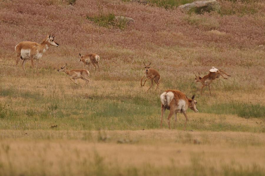 Pronghorn Fawns Kicking Up Their Heels Photograph by Frank Madia