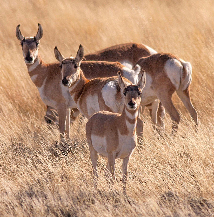 Pronghorn Photograph - Pronghorn Formation by J Allen