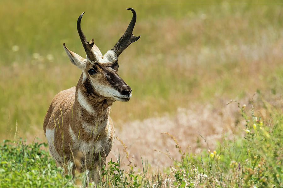 Pronghorn Grazing In A Meadow Photograph