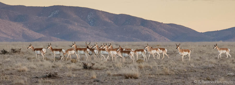 Pronghorn Herd Photograph by Aaron Burrows