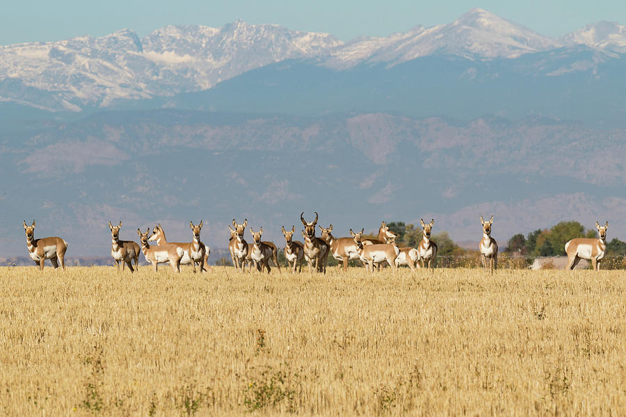 Pronghorn Herd Near the Rocky Mountains Photograph by Tony Hake