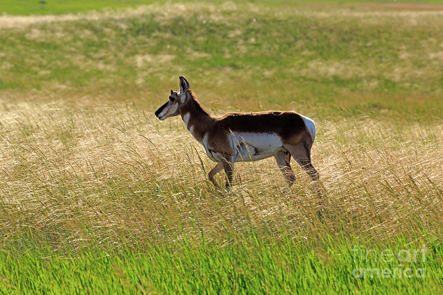 Pronghorn in Badlands National Park Photograph by Louise Heusinkveld