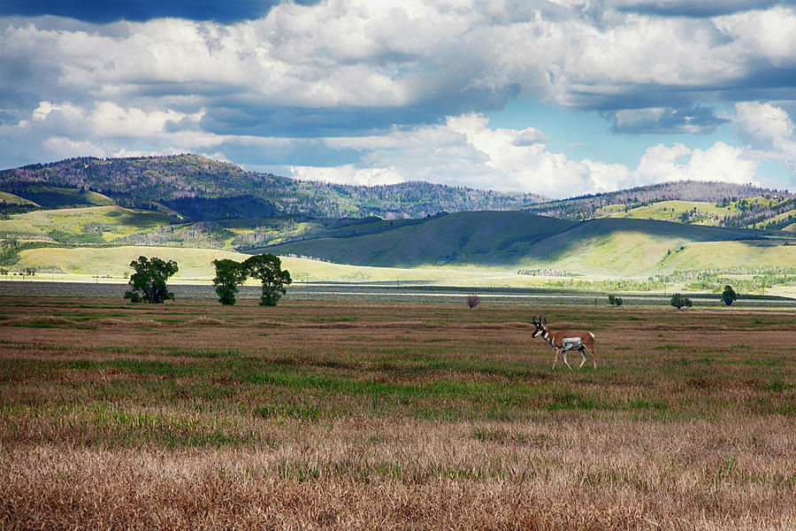 Pronghorn in Jackson Hole, Wyoming Photograph by Hugh Smith