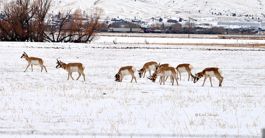 Pronghorn in Snow Photograph by Kae Cheatham