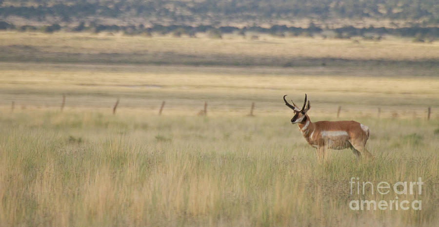 Pronghorn in the fields  Photograph by Ruth Jolly