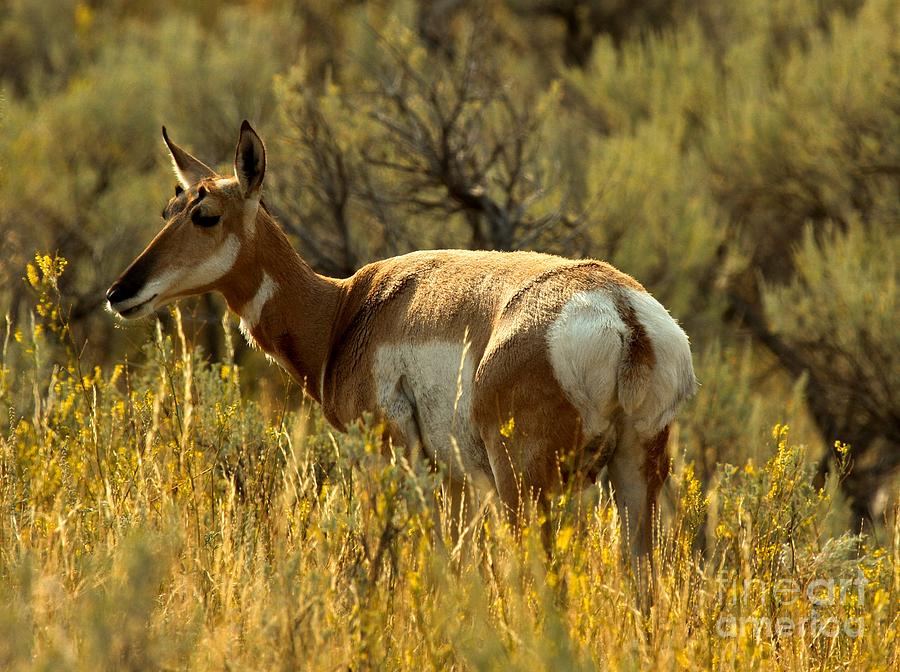 Pronghorn In The Flowers Photograph by Adam Jewell