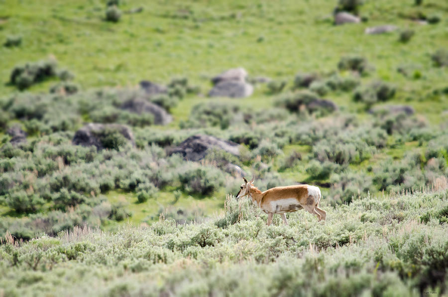 Pronghorn in Yellowstone Photograph by Crystal Wightman