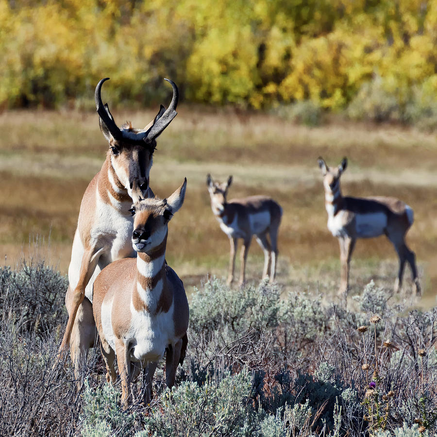 Pronghorn Love Photograph by Kathleen Bishop