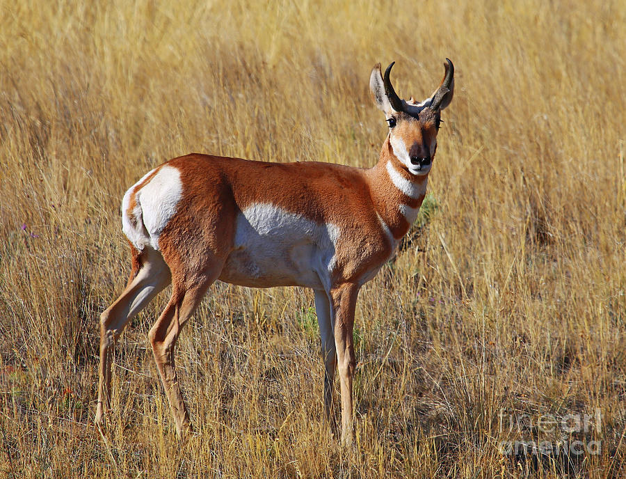 Pronghorn Photograph by Marty Fancy