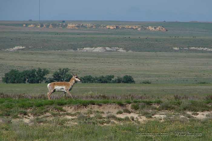 Pronghorn Antelope Photograph - Pronghorn near Monument Rocks in western Kansas by Stan Hutchins Pronghorn Antelope Photograph - Pronghorn near Monument Rocks in western Kansas by Stan Hutchins