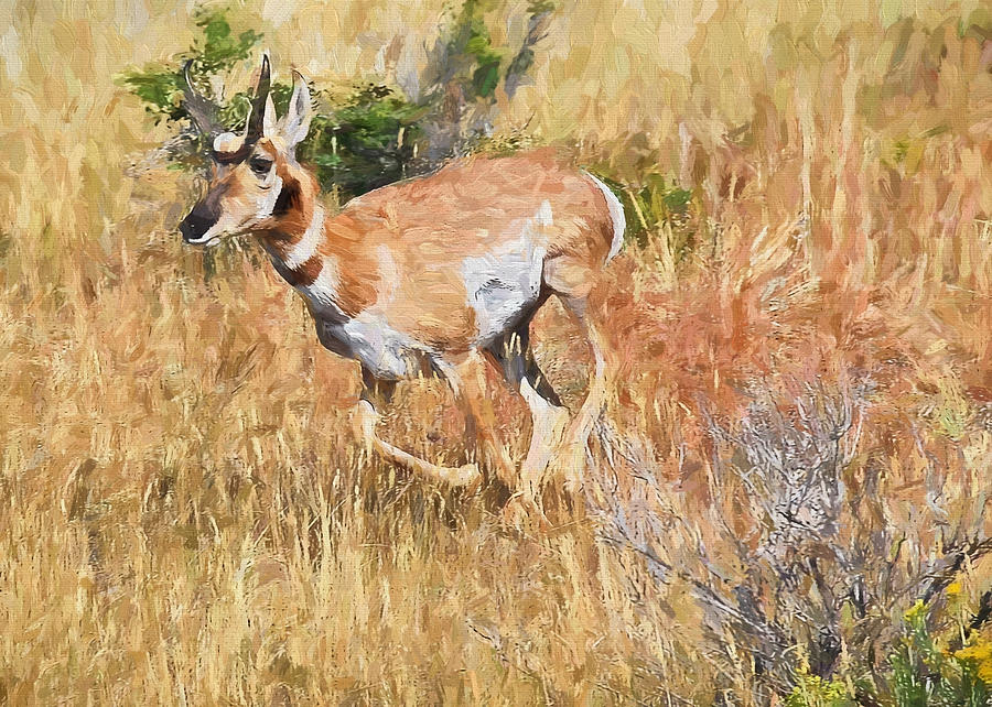 Pronghorn near Yellowstone Painting by Mitchell R Grosky