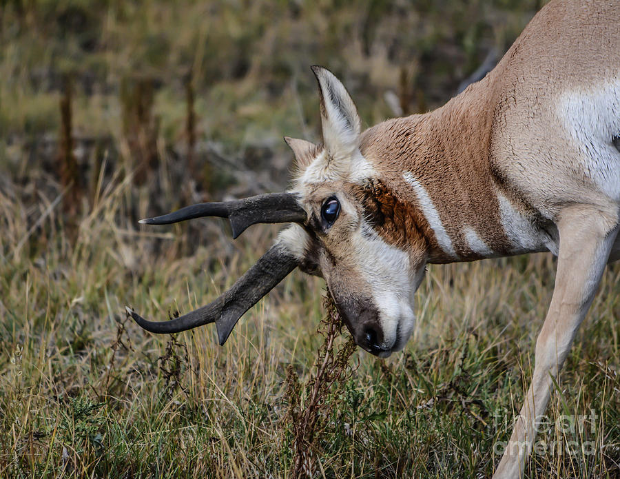 Pronghorn No.2 Photograph by John Greco