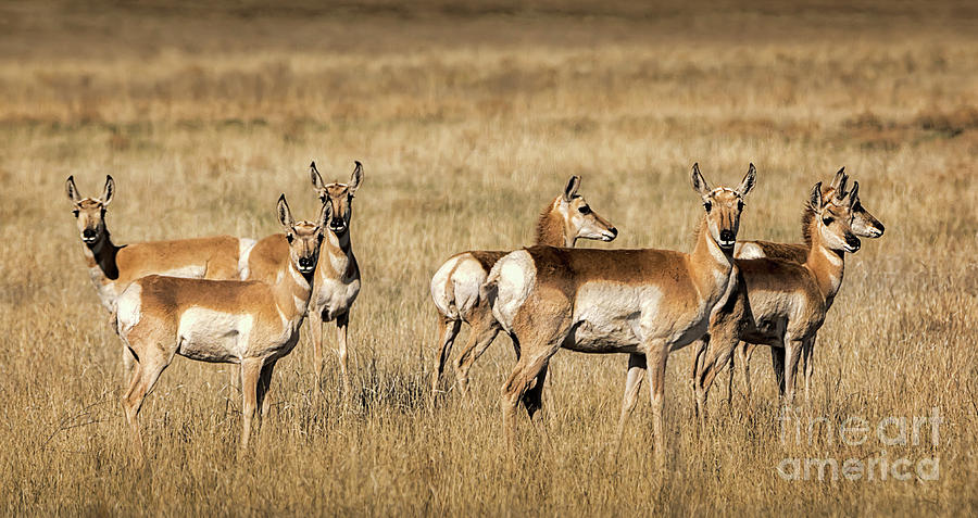 Pronghorn On Alert Photograph by Priscilla Burgers