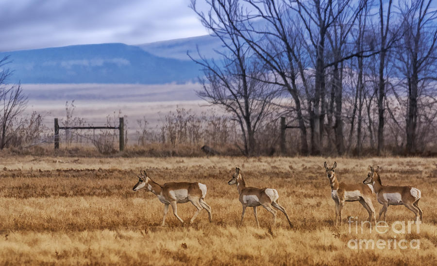 Pronghorn on Parade Photograph by Priscilla Burgers