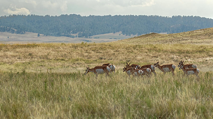 Pronghorn on the Prairie Photograph by Susan Rissi Tregoning