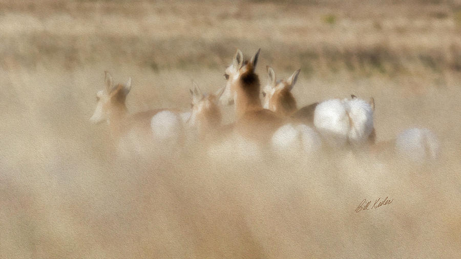 Pronghorn On The Run Photograph by Bill Kesler