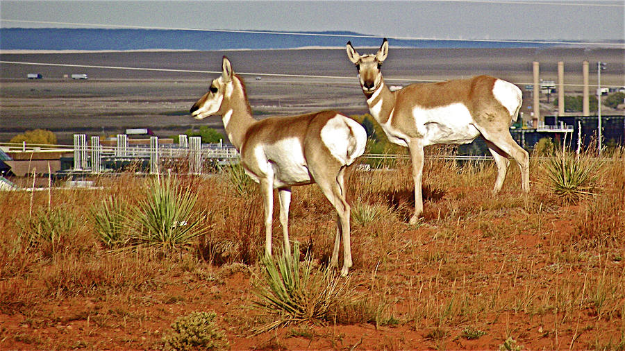 Pronghorn Overlooking Interstate 80 in Laramie, Wyoming Photograph by Ruth Hager