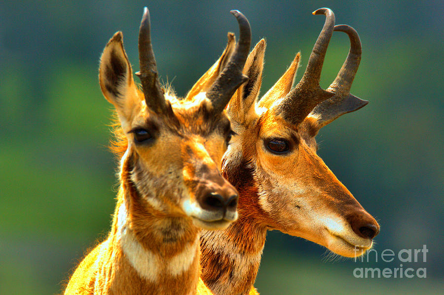 Pronghorn Pair Photograph by Adam Jewell