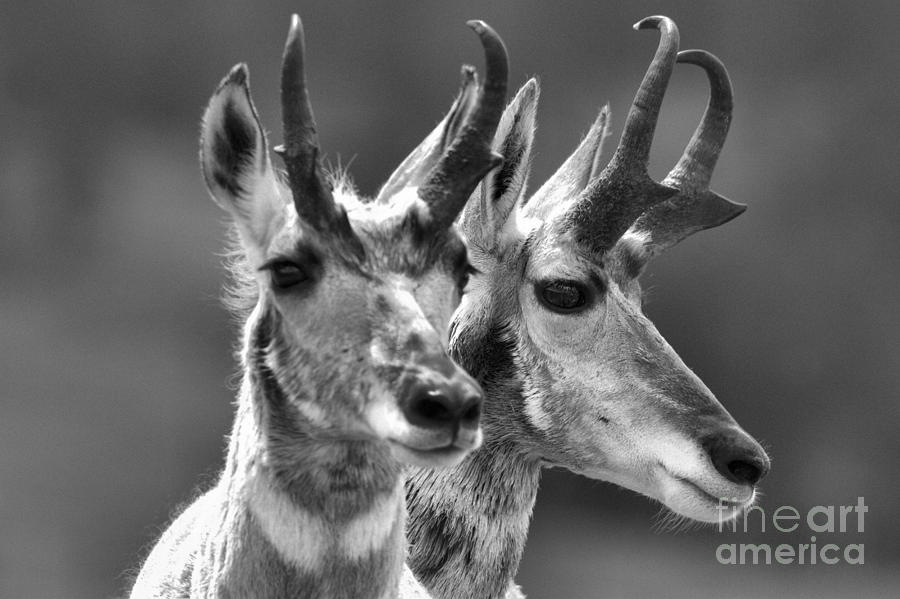 Pronghorn Pair Black And White Photograph by Adam Jewell