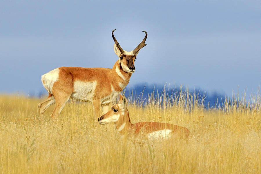 Pronghorn Pair Photograph by Jack Bell