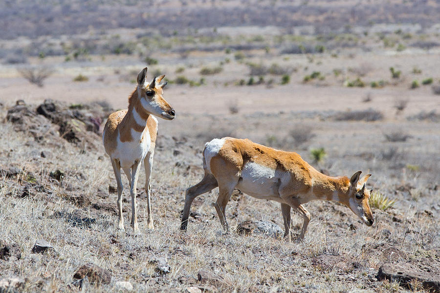 Pronghorn Pair Photograph by SR Green