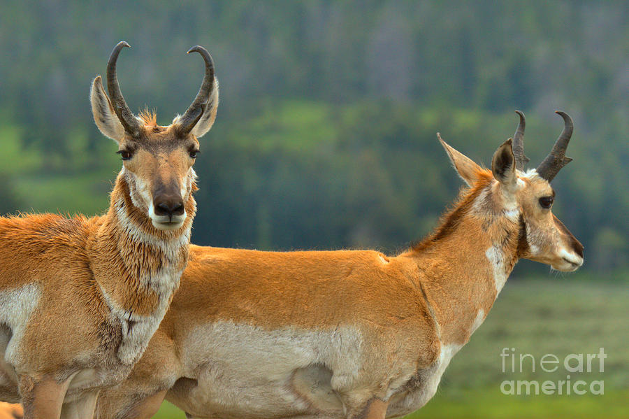 Pronghorn Parting Ways Photograph by Adam Jewell