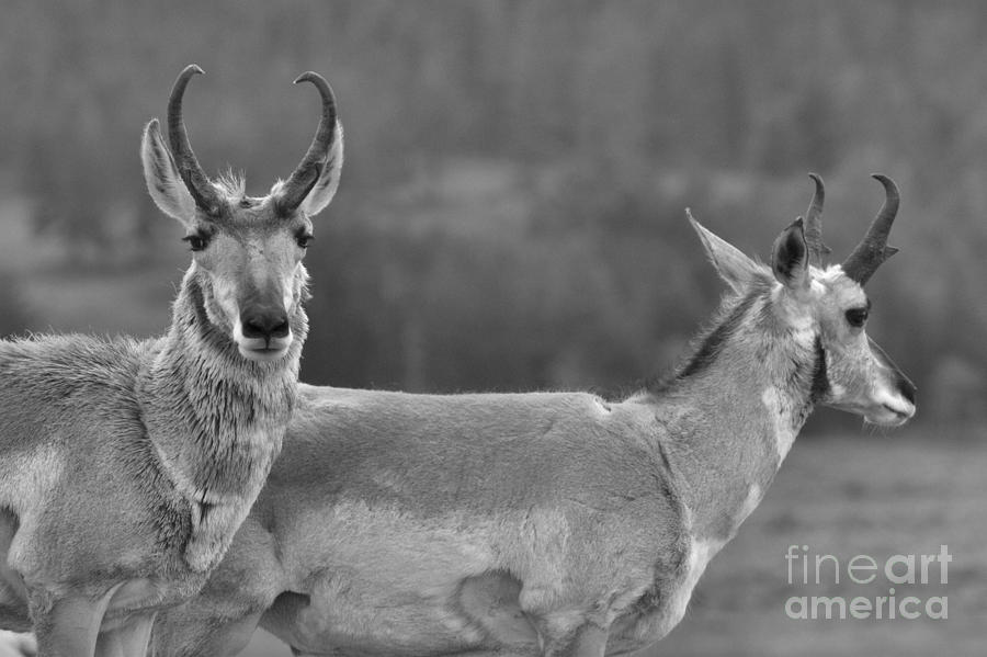 Yellowstone National Park Photograph - Pronghorn Parting Ways Black And White by Adam Jewell