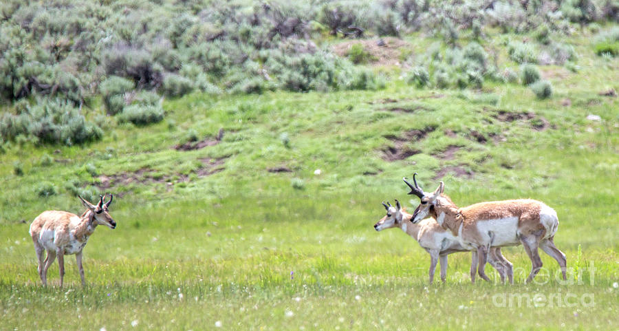 Pronghorn Party Photograph