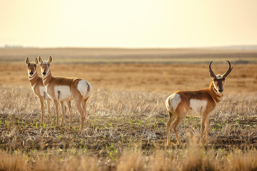 Pronghorn Pose Photograph by Todd Klassy