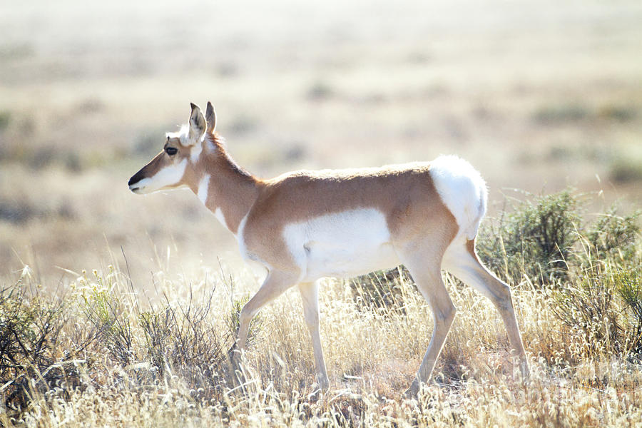 Pronghorn prances Photograph by Ruth Jolly