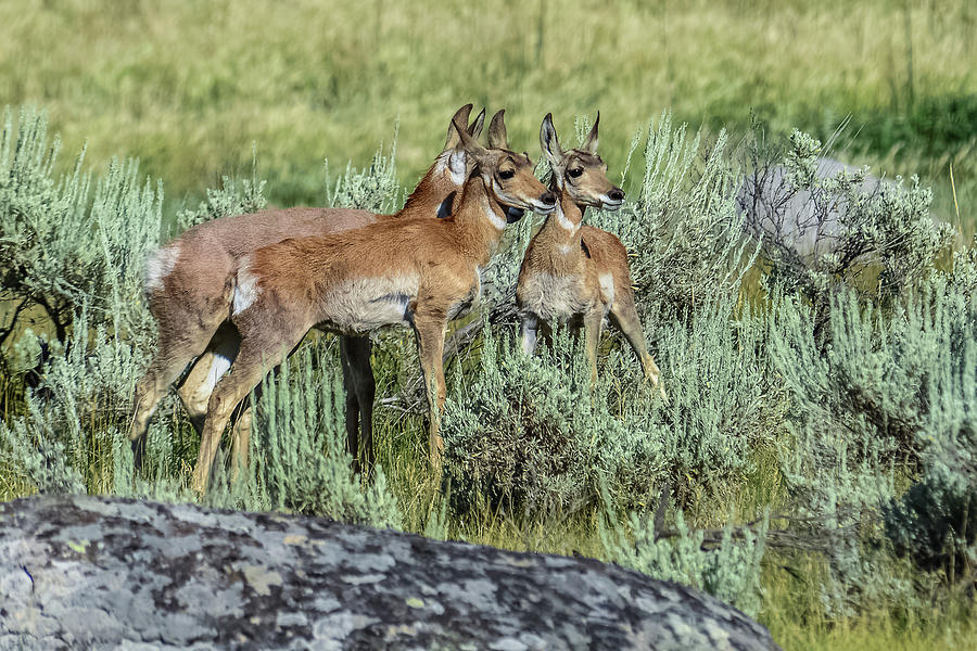 Pronghorn Siblings Photograph by Yeates Photography