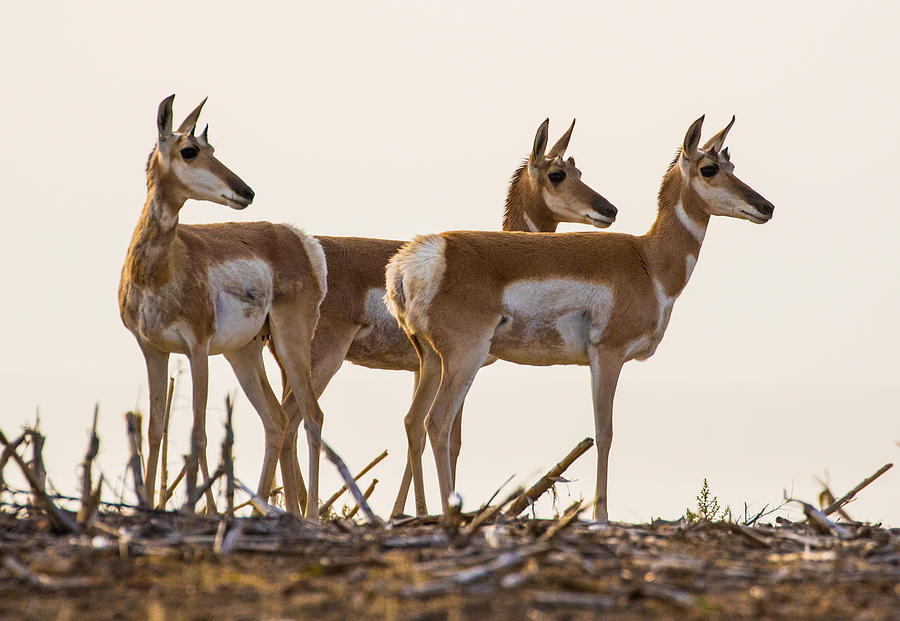 Pronghorn Sunrise #1 Photograph by Mindy Musick King