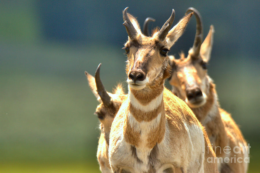 Yellowstone National Park Photograph - Pronghorn Trio by Adam Jewell