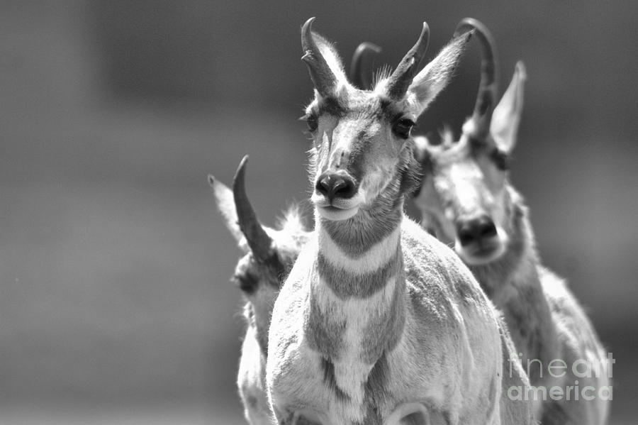 Pronghorn Trio Black And White Photograph by Adam Jewell