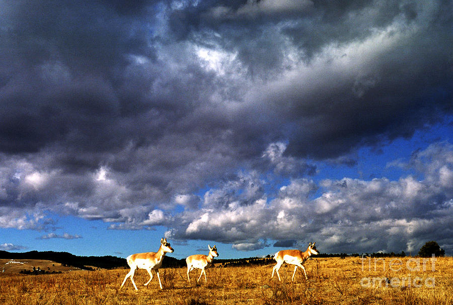 Pronghorn under Stormy Sky Photograph by Thomas R Fletcher