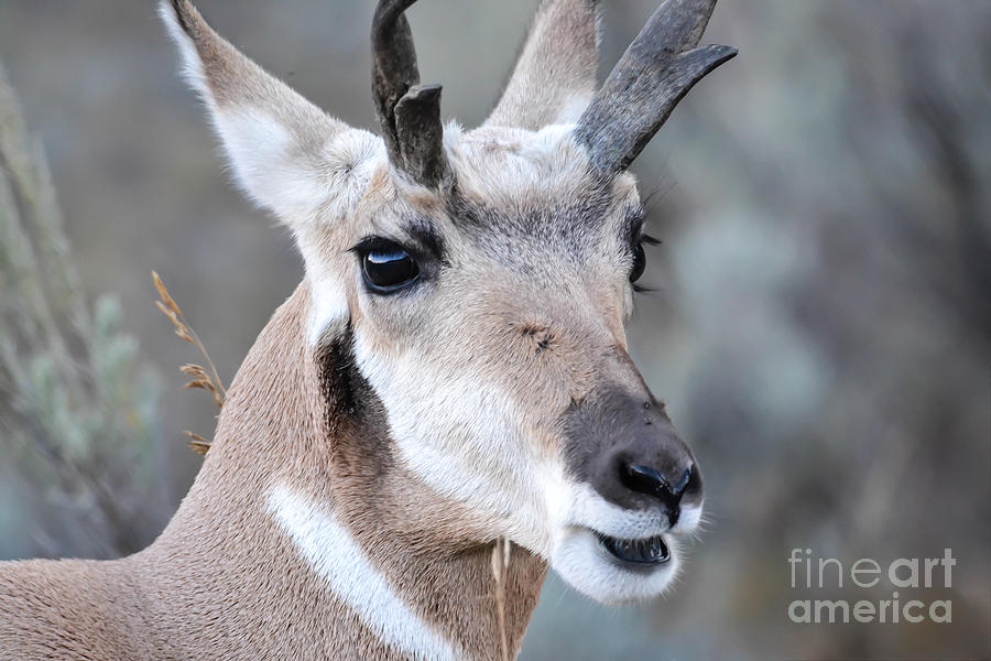 Pronghorn Up Close Photograph by John Greco