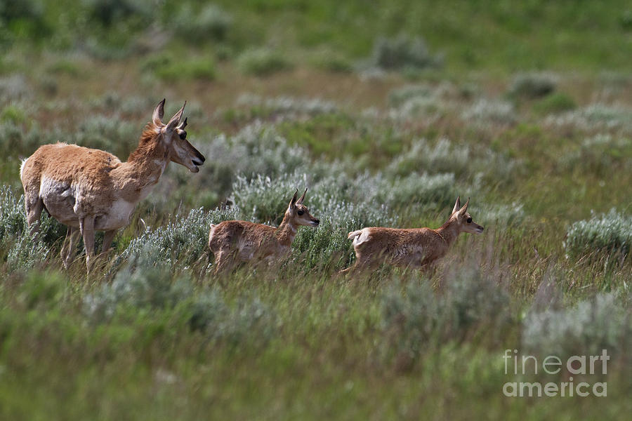 Pronghorn with twins Photograph by Rodney Cammauf
