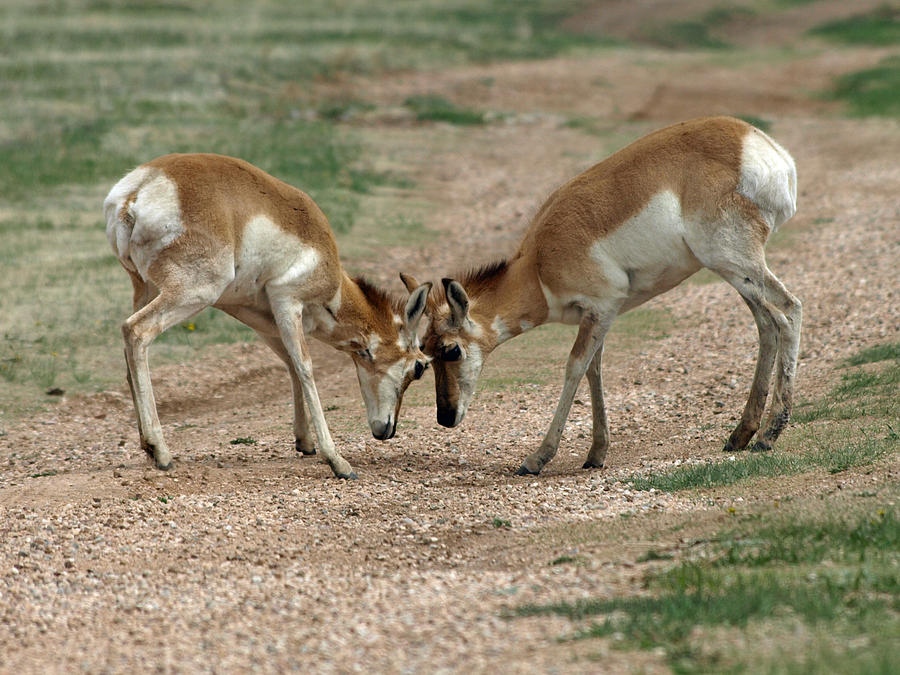 Pronghorn Youngsters Photograph by James Peterson