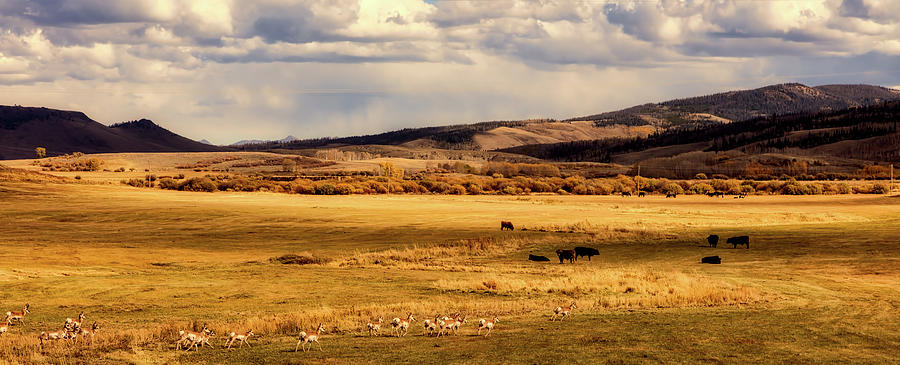 Pronghorns And Bison - Wyoming Photograph by Mountain Dreams