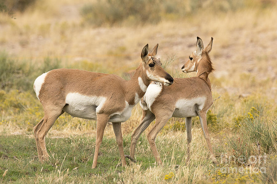 Nature Photograph - Pronghorns in the West Desert by Dennis Hammer