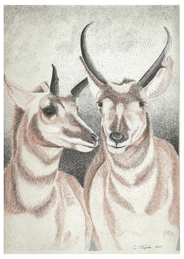 Pronghorns Drawing by Lawrence Tripoli